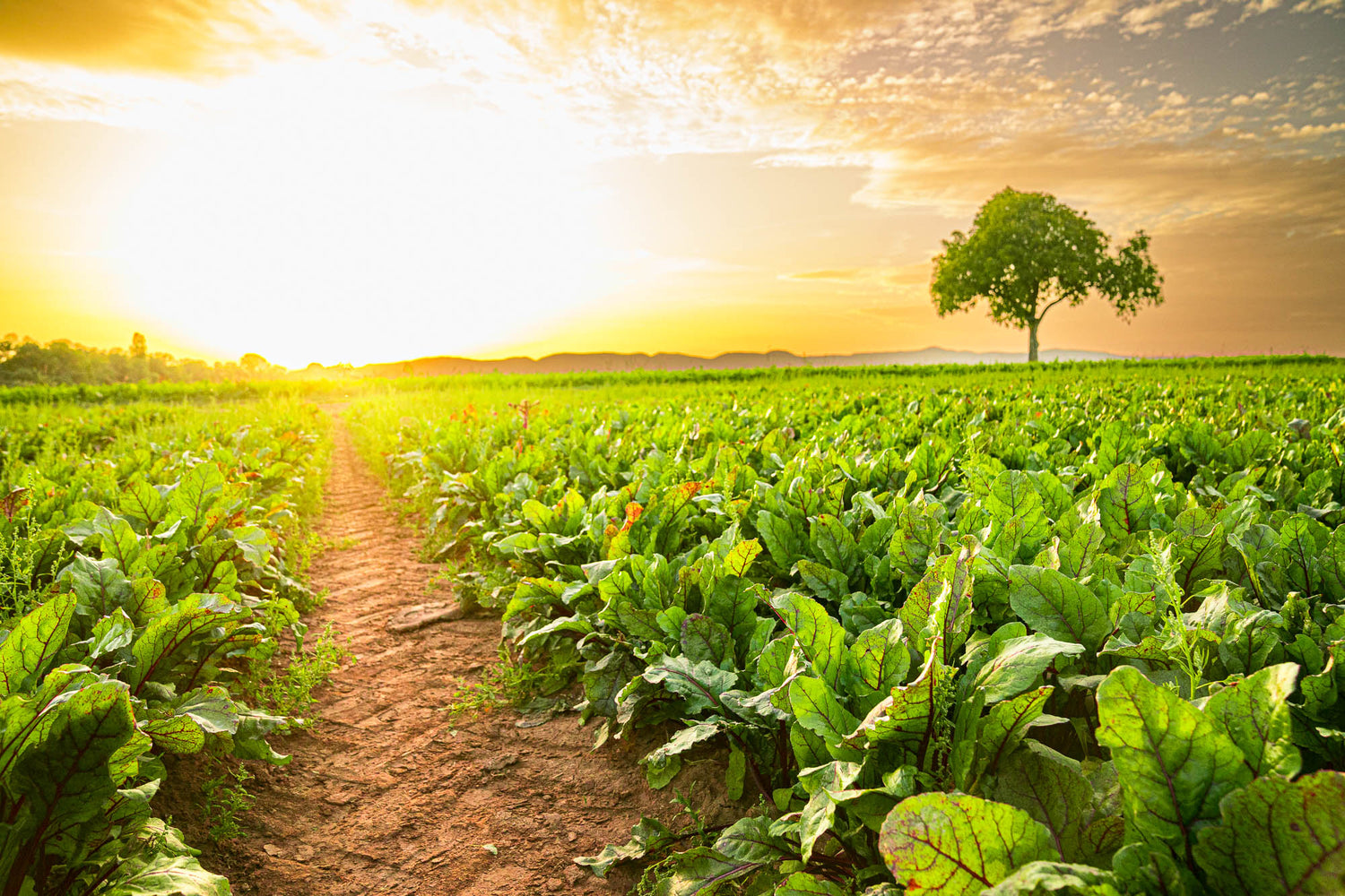 Rote Beete Feld im Sonnenuntergang